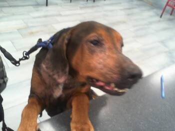 JAKE -  Treeing Walker Coonhound and Mixed Breed Dog for Adoption in Charlotte, North Carolina - JAKE | PetCurious