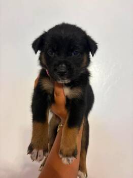 Mocha -  German Shepherd Dog Dog for Adoption in Lodi, California - Mocha | PetCurious