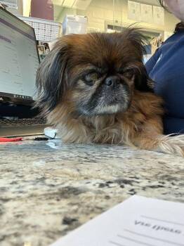 Pekingese Dogs Available for Adoption in Bowling Green, Ohio - Lilly | PetCurious