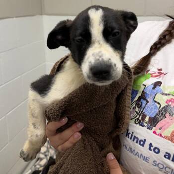 Tink -  Mixed Breed Dog for Adoption in Walker, Michigan - Tink | PetCurious