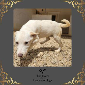 Jasper -  Shepherd and Labrador Retriever Dog for Adoption in Cumberland, Rhode Island - Jasper | PetCurious
