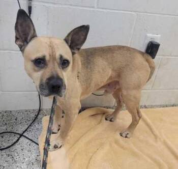 Wilfred -  Mixed Breed Dog for Adoption in Kansas City, Missouri - Wilfred | PetCurious