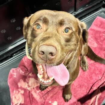 Cujo -  Chocolate Labrador Retriever Dog for Adoption in Abilene, Texas - Cujo | PetCurious