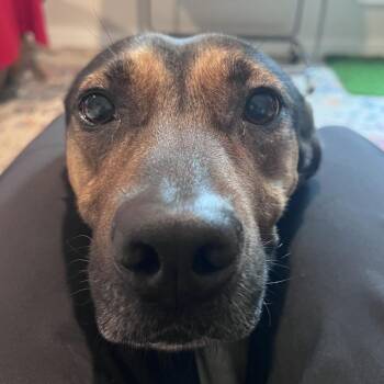 Hound Dogs Available for Adoption - Billie Jean | PetCurious