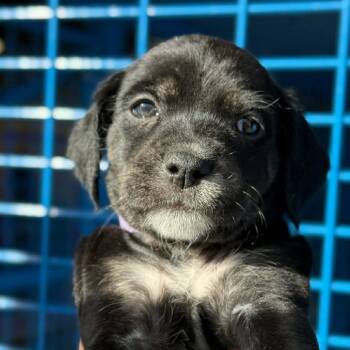 Rescue Australian Shepherd and Pit Bull Terrier Dogs for Adoption in Spring Hill, Kansas - Butterscotch Bliss | PetCurious