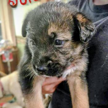 Rescue Retriever and Husky Dogs for Adoption in Niagara Falls, Ontario - Gaia (20251010-04) | PetCurious