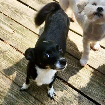 Chihuahua and Terrier Dogs Available for Adoption in Hillsborough, North Carolina - Nila | PetCurious