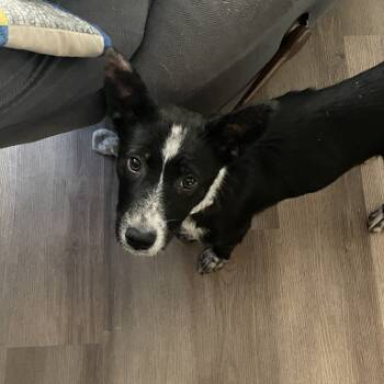 Rescue Mixed Breed Dogs for Adoption in Buffalo, Minnesota - Bonnie | PetCurious