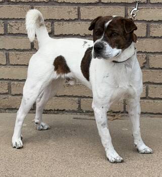 Chatty -  Shar Pei and Pit Bull Terrier Dog for Adoption in Columbus, Nebraska - Chatty | PetCurious