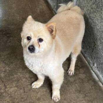 Rescue Pomeranian Dogs for Adoption in Sonoma, California - Buddy | PetCurious
