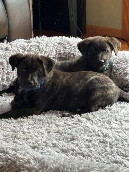 Great Pyrenees Dogs Available for Adoption in Brooklyn Center, Minnesota - Mike | PetCurious