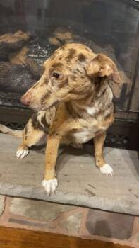 Catahoula Leopard Dog and Corgi Dogs Available for Adoption - Cali  | PetCurious