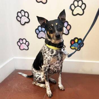 Australian Cattle Dog Blue Heeler and Labrador Retriever Dogs Available for Adoption - Goose | PetCurious