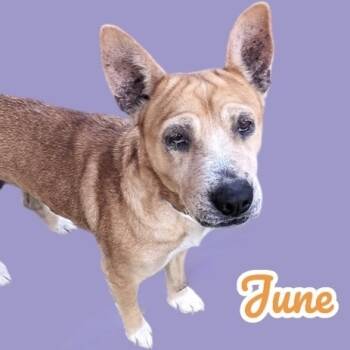 Rescue Shar Pei and Mixed Breed Dogs for Adoption in Scottsdale, Arizona - June | PetCurious