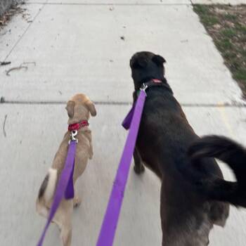 Kris Kross -  Chihuahua Dog for Adoption in Grand Rapids, Michigan - Kris Kross | PetCurious