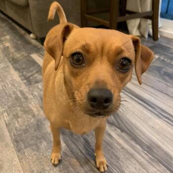 BUG -  Chihuahua Dog for Adoption in Auburn, Washington - BUG | PetCurious