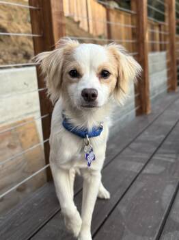 Prelude -  Cavalier King Charles Spaniel Dog for Adoption in Palo Alto, California - Prelude | PetCurious