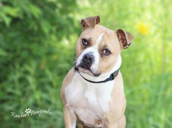 DURDEN -  Boxer and Mixed Breed Dog for Adoption in Omaha, Nebraska - DURDEN | PetCurious
