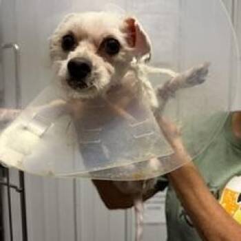 Genta -  Maltese Dog for Adoption in Tulsa, Oklahoma - Genta | PetCurious
