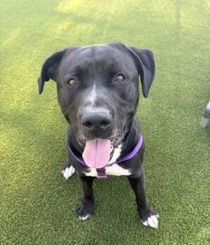 Oreo -  American Bully Dog for Adoption in Pittsburgh, Pennsylvania - Oreo | PetCurious