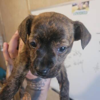 Pit Bull Terrier and Mixed Breed Dogs Available for Adoption - Marsha | PetCurious