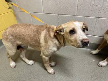 Australian Cattle Dog Blue Heeler Dogs Available for Adoption - LITTLE LITTLE | PetCurious