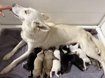 Calypso -  Husky Dog for Adoption in Wilmington, North Carolina - Calypso | PetCurious