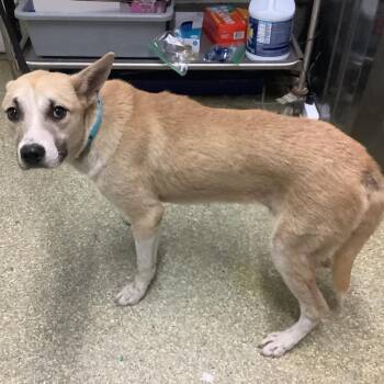 Beethoven -  Husky and Pit Bull Terrier Dog for Adoption in San Gabriel, California - Beethoven | PetCurious