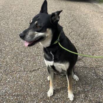 Katy -  Australian Kelpie and German Shepherd Dog Dog for Adoption in Abbotsford, British Columbia - Katy | PetCurious