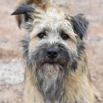 Shih Poo Dogs Available for Adoption in Crosby, Texas - Benji | PetCurious