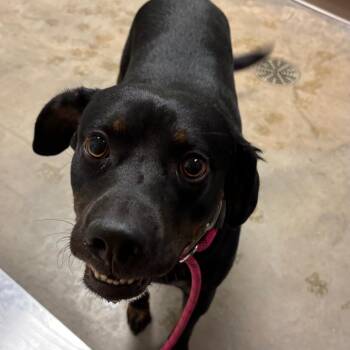 Speckles -  Black Labrador Retriever and Mixed Breed Dog for Adoption in Ottawa, Kansas - Speckles | PetCurious
