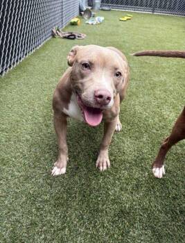 Paul -  Mixed Breed Dog for Adoption in Lafayette, Indiana - Paul | PetCurious