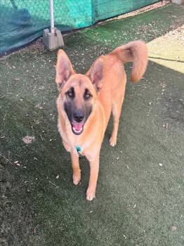 German Shepherd Dog and Mixed Breed Dogs Available for Adoption in Charlotte, North Carolina - STRIDER | PetCurious