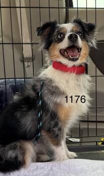 1176 Wyndie -  Australian Shepherd Dog for Adoption in Ringwood, Illinois - 1176 Wyndie | PetCurious