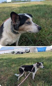 Lulu -  Terrier Dog for Adoption in Columbia, Tennessee - Lulu | PetCurious