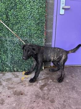 Shepherd and Mixed Breed Dogs Available for Adoption in El Paso, Texas - 60958358 | PetCurious