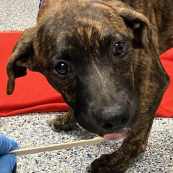 Quokka -  Mixed Breed Dog for Adoption in Greenville, South Carolina - Quokka | PetCurious