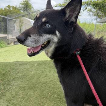 Zeus -  Husky Dog for Adoption in Albemarle, North Carolina - Zeus | PetCurious