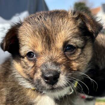 American Eskimo Dog and Pembroke Welsh Corgi Dogs Available for Adoption - Pantene | PetCurious