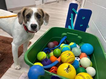 Mixed Breed Dogs Available for Adoption in Maidens, Virginia - Opal  | PetCurious