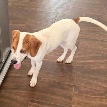 Beagle Dogs Available for Adoption in Las Vegas, Nevada - Ginny | PetCurious