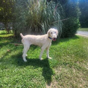 Tasha -  Standard Poodle Dog for Adoption in Manhasset, New York - Tasha | PetCurious