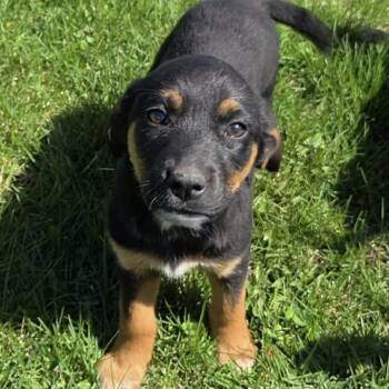 Labrador Retriever and Australian Cattle Dog Blue Heeler Dogs Available for Adoption in Holiday Hills, Illinois - Lava | PetCurious