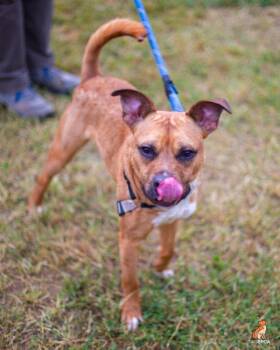 Taran -  Pit Bull Terrier and Terrier Dog for Adoption in Roanoke, Virginia - Taran | PetCurious