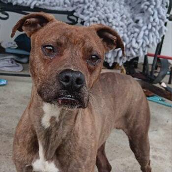 Feist Dogs Available for Adoption in Elberton, Georgia - Bruiser 12053 | PetCurious