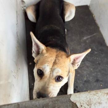 Lorrenda -  Shepherd and Mixed Breed Dog for Adoption in Pine Bluff, Arkansas - Lorrenda | PetCurious