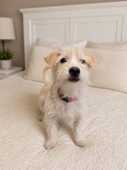 Nova -  Norfolk Terrier and Terrier Dog for Adoption in Poway, California - Nova | PetCurious