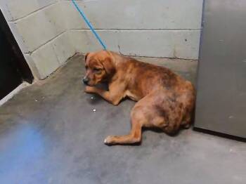 Pit Bull Terrier and Mixed Breed Dogs Available for Adoption - WINSTON | PetCurious