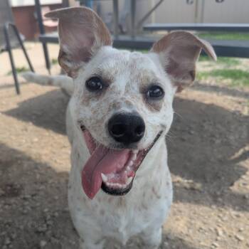 Cooper -  Cattle Dog and Mixed Breed Dog for Adoption in Evansville, Indiana - Cooper | PetCurious