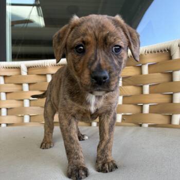 Mixed Breed Dogs Available for Adoption in Charlotte, North Carolina - Fia | PetCurious